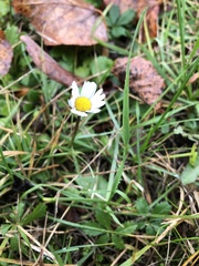 Bellis perennis
