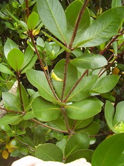 Pittosporum roimata