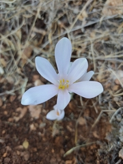 Colchicum hierosolymitanum