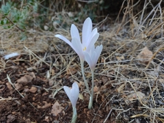 Colchicum hierosolymitanum