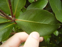 Pittosporum roimata