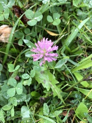 Trifolium pratense
