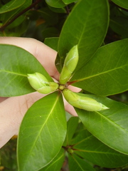 Pittosporum roimata