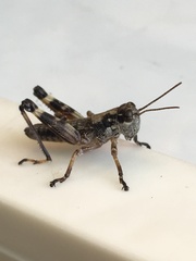 Dendrotettix quercus