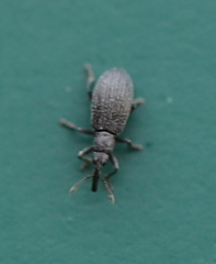 Stenopterapion tenue