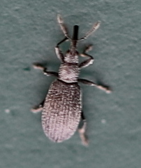 Stenopterapion tenue