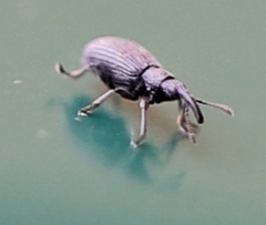 Stenopterapion tenue