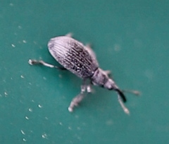 Stenopterapion tenue