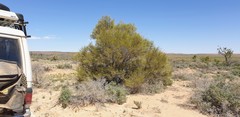 Melaleuca glomerata