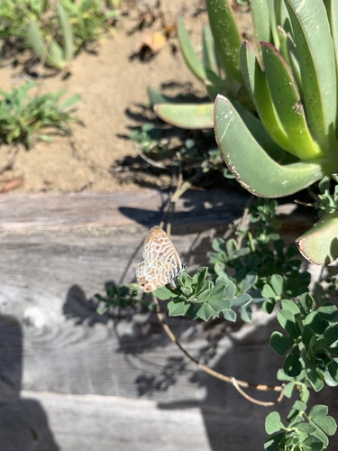 Licenide zebra