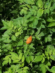 Junonia almana javana