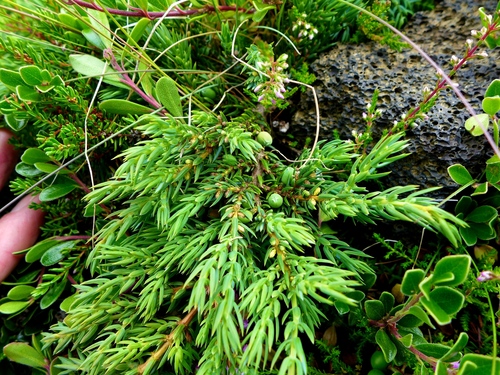 borievka obyčajná (Juniperus communis)