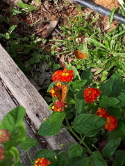 Junonia almana javana