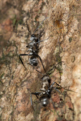 Polyrhachis cupreata