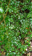 Ligustrum morrisonense