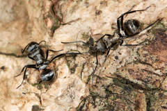 Polyrhachis cupreata