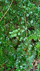 Ligustrum morrisonense