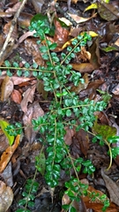 Ligustrum morrisonense