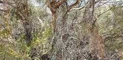 Melaleuca glomerata