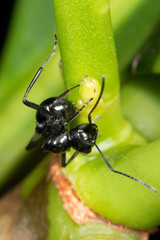 Polyrhachis robsoni