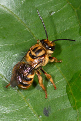 Mellitidia tomentifera