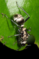 Polyrhachis cupreata