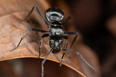 Polyrhachis foreli
