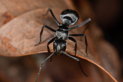 Polyrhachis foreli