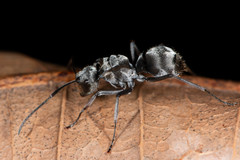 Polyrhachis foreli