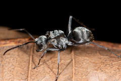 Polyrhachis foreli