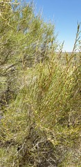 Melaleuca glomerata