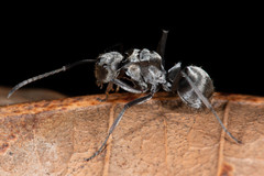 Polyrhachis foreli