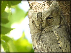 Otus brucei