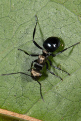 Polyrhachis cleopatra