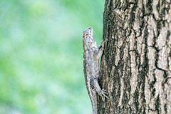 Sceloporus horridus