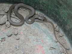 Psammophis mossambicus