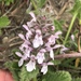 Stachys ajugoides - Photo (c) catchang,  זכויות יוצרים חלקיות (CC BY-NC), uploaded by catchang