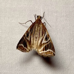 Phrataria transcissata