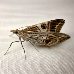 Phrataria transcissata