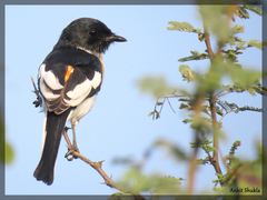 Pericrocotus erythropygius