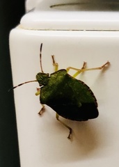 Palomena prasina