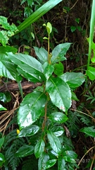 Viburnum arboricolum