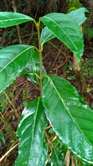 Viburnum arboricolum