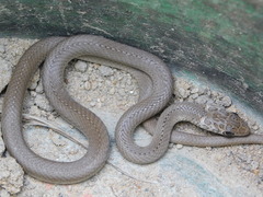 Psammophis mossambicus