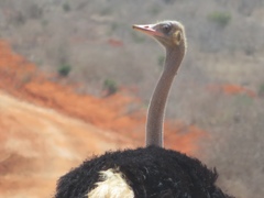 Struthio molybdophanes