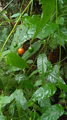 Solanum pittosporifolium