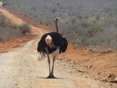 Struthio molybdophanes