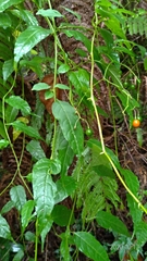 Solanum pittosporifolium