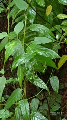 Solanum pittosporifolium