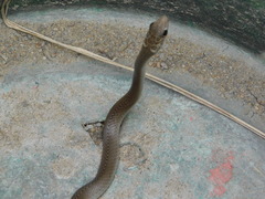 Psammophis mossambicus